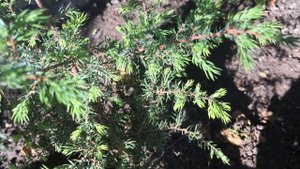Паутинный клещ на хвойных ? деревьях.\Spider mite on conifer ? trees.