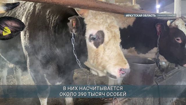 97% крупного рогатого скота в Приангарье повторно привито от узелкового дерматита