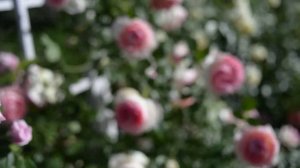 Пьер де Ронсар роза