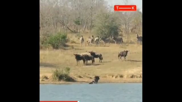 Антилопа Гну VS Нильского Крокодила смотреть онлайн