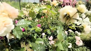 Розы?Janet,Charles Darwin,The Wedgwood Rose и другие?