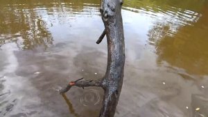 РЫБАЛКА КАСТИНГОВОЙ СЕТЬЮ на РЕКЕ ЧУЛЫМ...РЫБАЛКА НАКИДКОЙ В СИБИРИ...