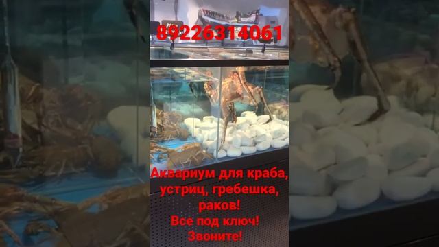 Аквариум для краба передержка узв для морепродуктов. Аквариумы для Устриц, гребешка, ежа, мидий!