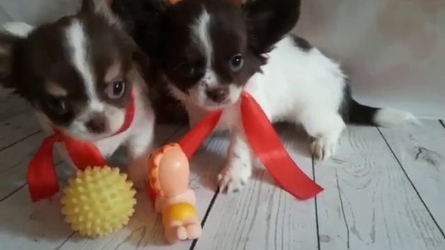 Щенки чихуахуа смотреть онлайн