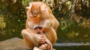 Best action.! Mother Libby starts to train her newborn baby Leo walking after he just born few days