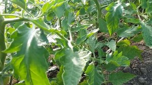 2 мая 2018г.Обзор томатов GT-1,Цетус,Малинка Стар.