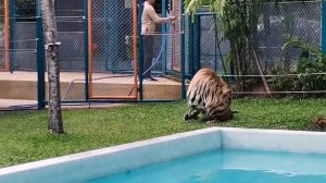 Парк тигров. Мы вошли в клетку к хищникам. #тайланд #пхукет2023 #пхукет