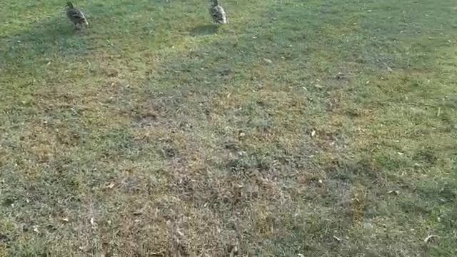 УЛЬМ,ПРИРОДА.mp4