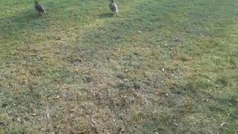 УЛЬМ,ПРИРОДА.mp4