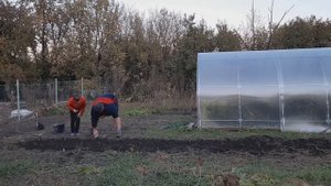 МОТОБЛОК В ДЕЛЕ/САЖАЕМ ЧЕСНОК/ТЕПЛИЦА В ОКТЯБРЕ