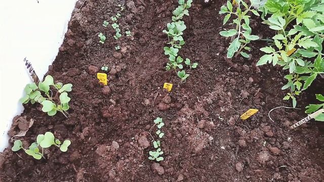 ОБЗОР Моей ДАЧИ. Середина мая. Приглашаю в гости! смотреть онлайн