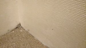 Стеклообои Wellton до покраски