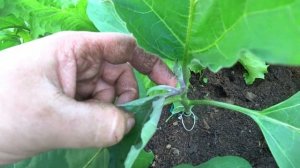 Нужно ли формировать баклажаны?