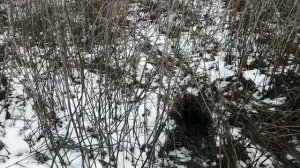 Охота на лису с норными собаками. Добыли сразу двух лис с одной норы. Two foxes in one hole