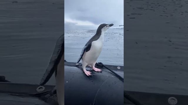 Penguin in Antarctica leaps into passing boat