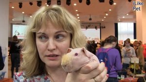 Морская свинка Скинни на ilikepet