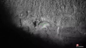 ATN X Sight 4K PRO 5-20x перед рассветом