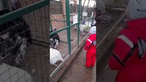 Страусиная ферма Москва. Мини ферма Страус