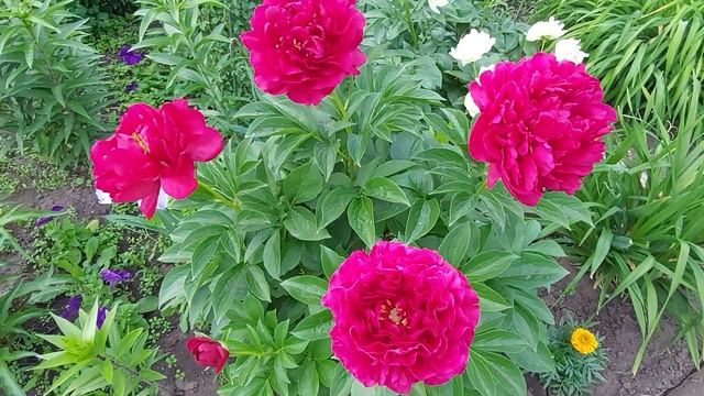 Пион Олд Фейтфул открыл свои цветы.Красавец! Июнь 2022г. смотреть онлайн