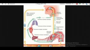 Как понять биологию с нуля? Круглые черви. Аскариды, острицы и т.д.