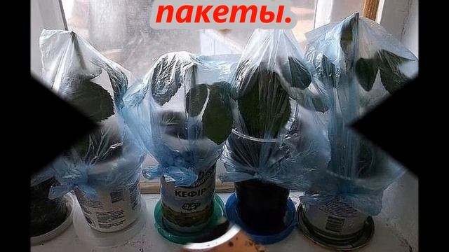 Простой способ укоренения роз из букета