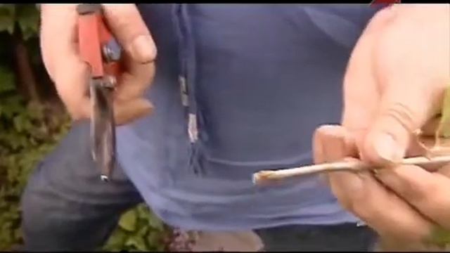 Размножение черной смородины черенками mp4 смотреть онлайн