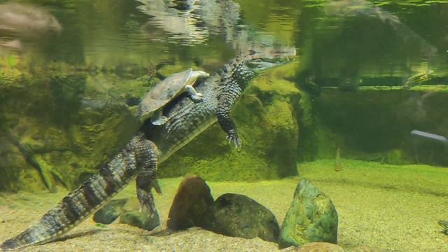 Океанариум на ВДНХ г.Москва смотреть онлайн