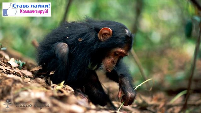 Шимпанзе/Chimpanzees
