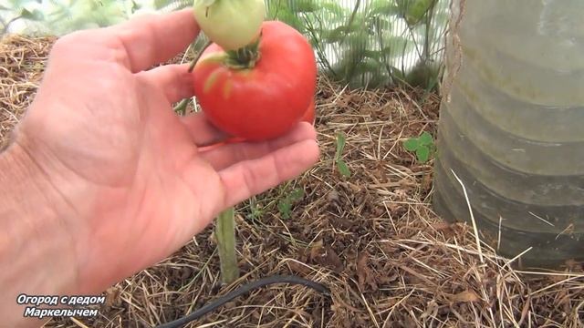 ТОМАТ КОЛХОЗНАЯ КОРОЛЕВА. Обзор сорта, личный опыт. смотреть онлайн