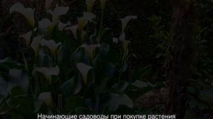Почему не цветет калла дома или в открытом грунте