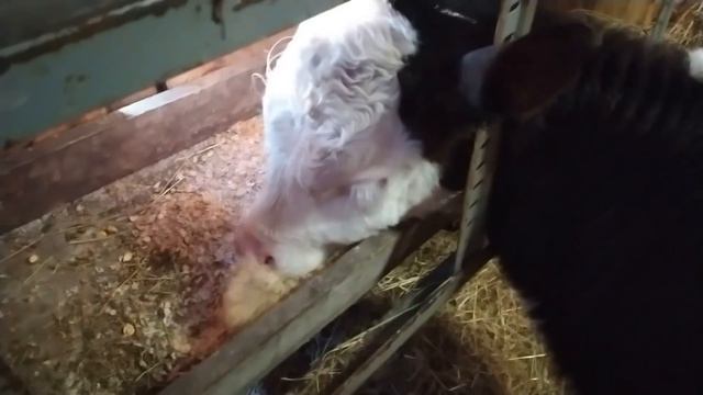 Приучаем бычков к нашим кормам. смотреть онлайн