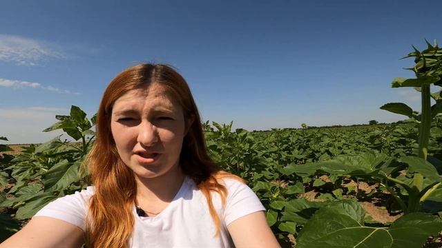 Філодії, септоріоз та інші хвороби соняшника / СуперАгроном