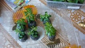 петунии,уход за укоренёнными черенками