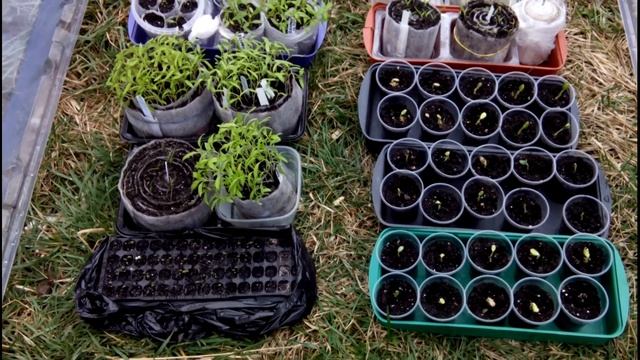 ОБЯЗАТЕЛЬНО ЗАКАЛЯЕМ РАССАДУ//На заметку смотреть онлайн