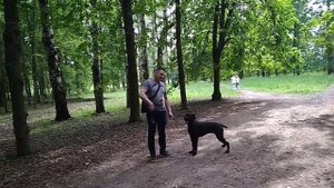 Дрессировка собак -Коне-корсе Лесси.Дрессировщик Юрий