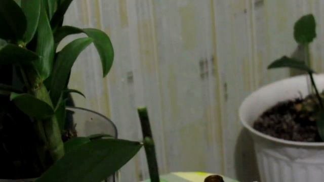 Обрезка цветоносов