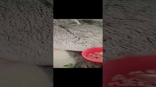 VID_20240912_154922.mp4