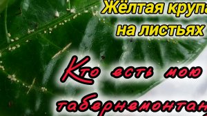 Белые точки на листьях, кто ест табернемонтау