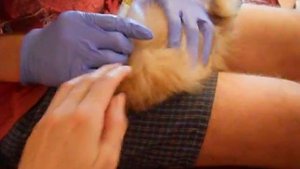 Как вывести блох у щенка, вывести блох у собаки, вывести блох