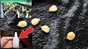 Почему же раньше не замачивала в этом! Ах какая получается рассада! В чем замочить семена перца?