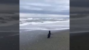 Милые животные / пингвины /черепахи / котейки / собачки