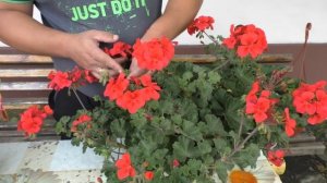 Пеларгония цветёт постоянно- что для этого нужно сделать.