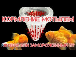 КАКИМ МОТЫЛЕМ КОРМИТЬ ? ЖИВЫМ ИЛИ ЗАМОРОЖЕННЫМ ?
