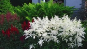 Флокс Селена. Крупноцветковый дымчатый флокс