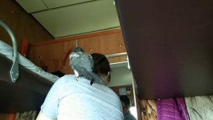 Попугай едет в поезде.