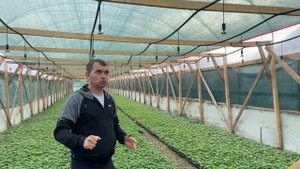 Основные проблемы выращивания кассетной рассады весной,  1 часть