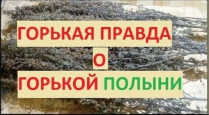 горькая правда о горькой полыни