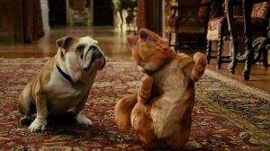 Сладкая жизнь кота. Pandera - Summer feeling