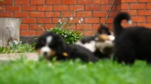 Щенки Бернского Зенненхунда