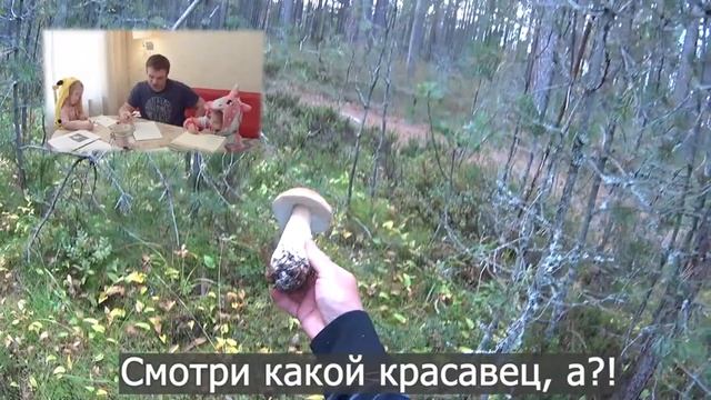 Белый гриб БОРОВИК - интересное и познавательное смотреть онлайн